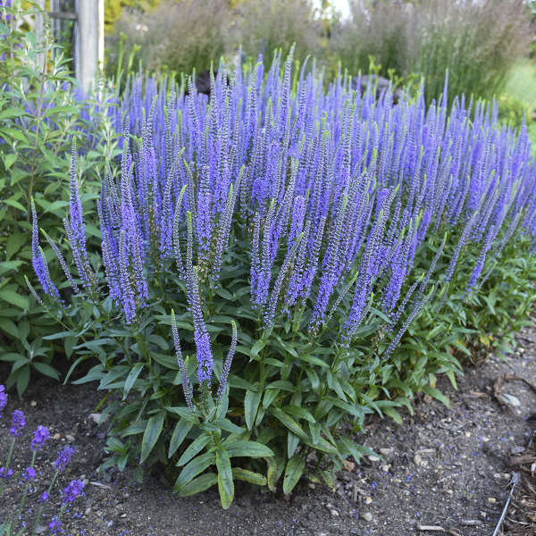 Veronica 'Blue Skywalker'