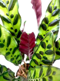 Calathea lancifolia 'Rattlesnake'