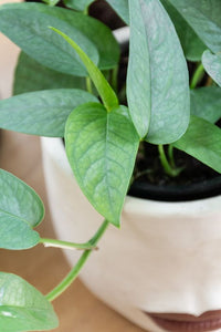 Epipremnum pinnatum 'Cedu Blue' (pothos cedu blue)