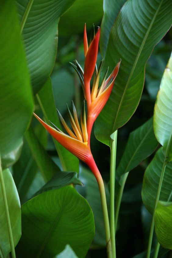 Oiseaux du paradis (strelitzia orange)