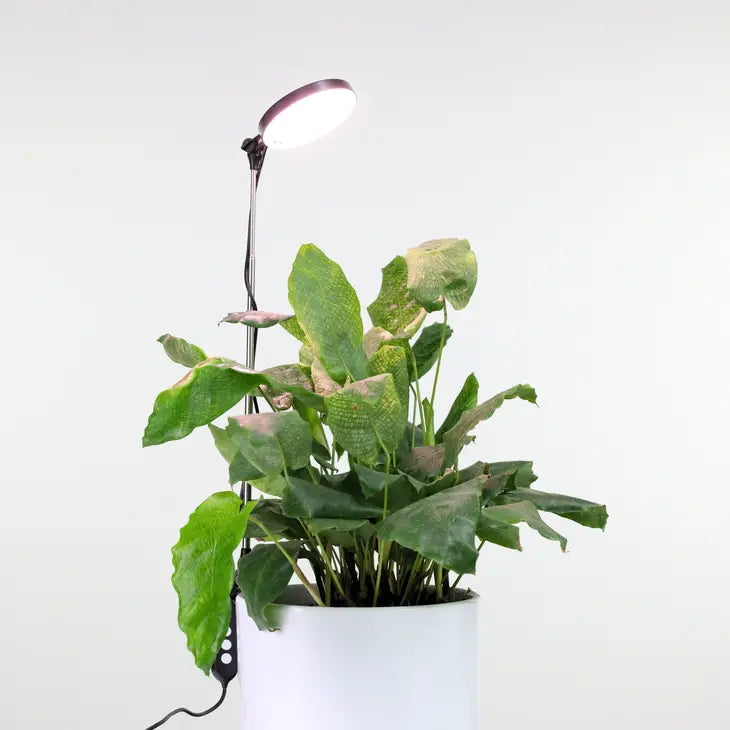 Lampe Horticole LED Bloom Plus – Croissance Plantes D’intérieur