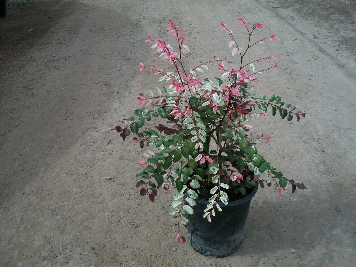 Snow Bush
