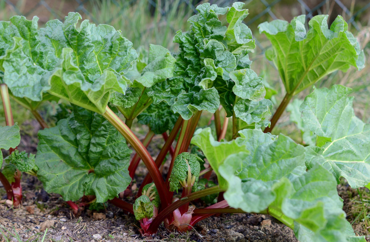 Rhubarbe en pot