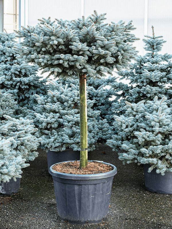 Picea Punges Glauca 'Globosa'