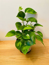 Epipremnum aureum Global Green (Pothos Global Green)