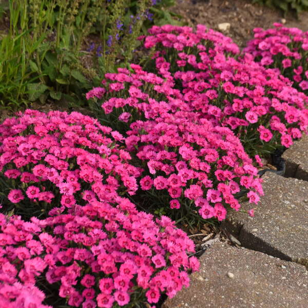 Dianthus 'Paint the Town Fancy' - Oeillet