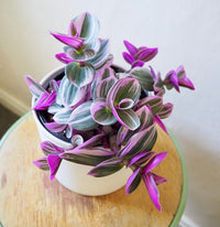 Tradescantia albiflora « Nanouk »