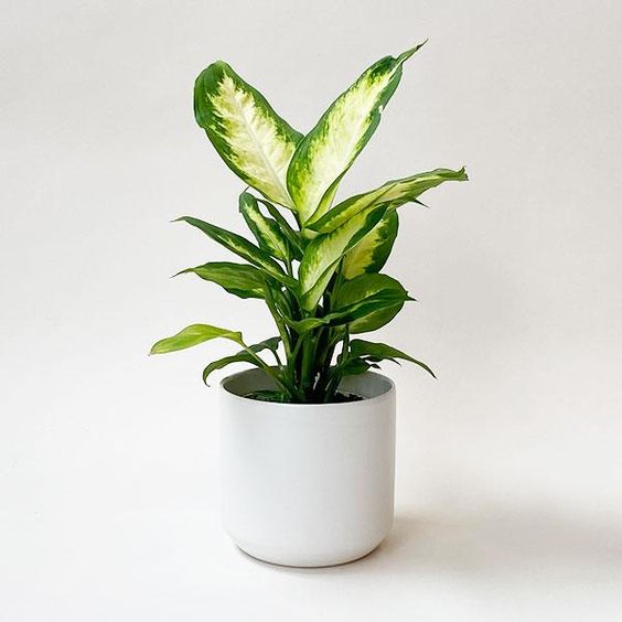 Dieffenbachia « Camille »