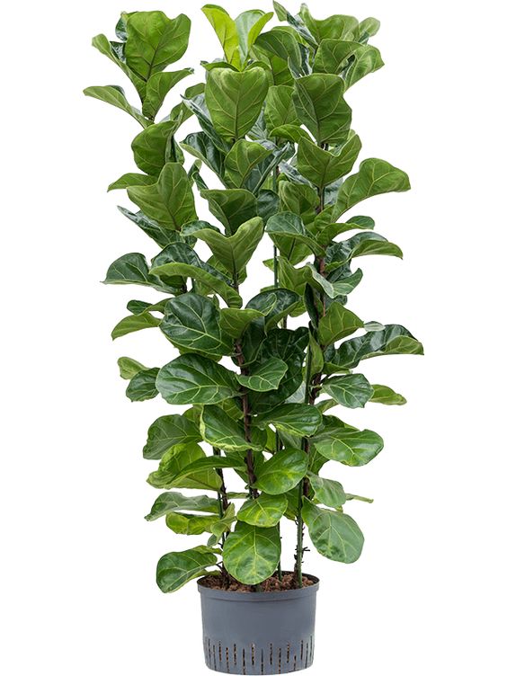 Ficus Lyrata Bambino