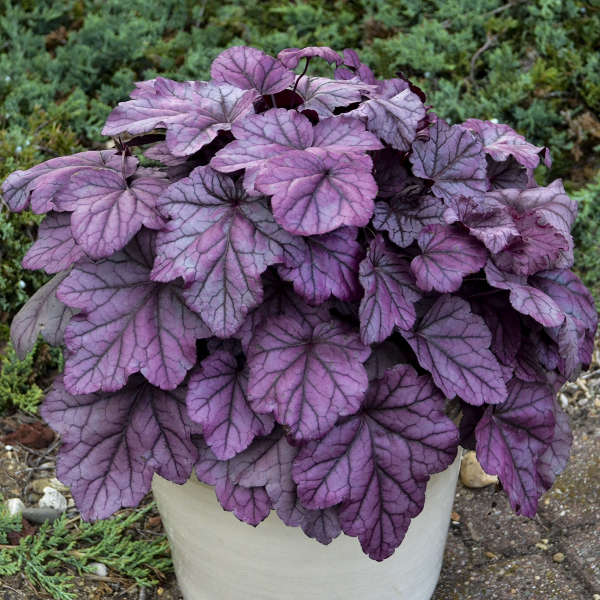 Heuchera 'Pink Panther' - heuchère