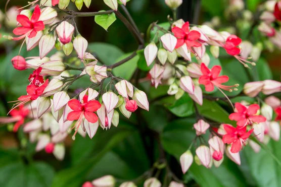 Clerodendrum Java Glory - Clerodendron – FleurExcel Inc.