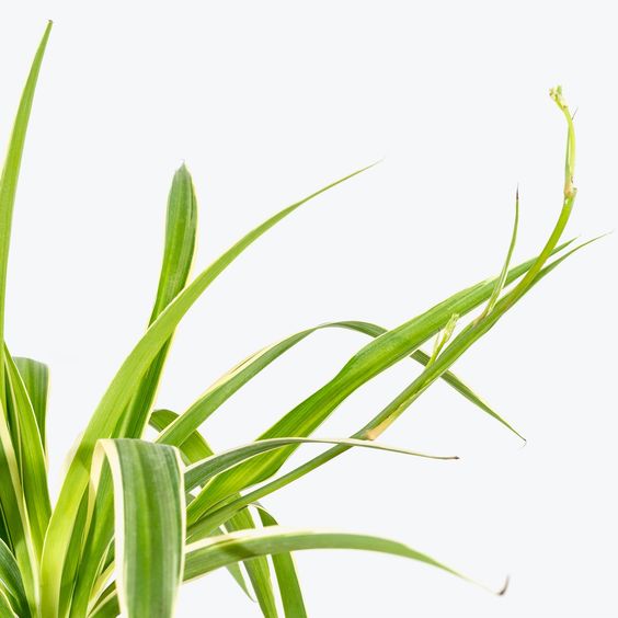 chlorophytum vert Chlorophytum comosum Reversed
