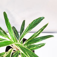 aglaonema ric Aglaonema Rice Leaf – FleurExcel Inc