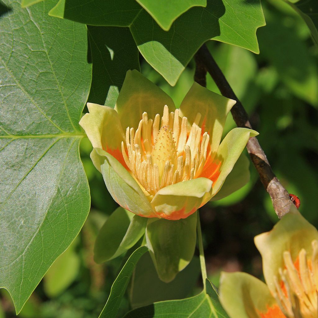 Liriodendron tulipifera 'Emerald City'