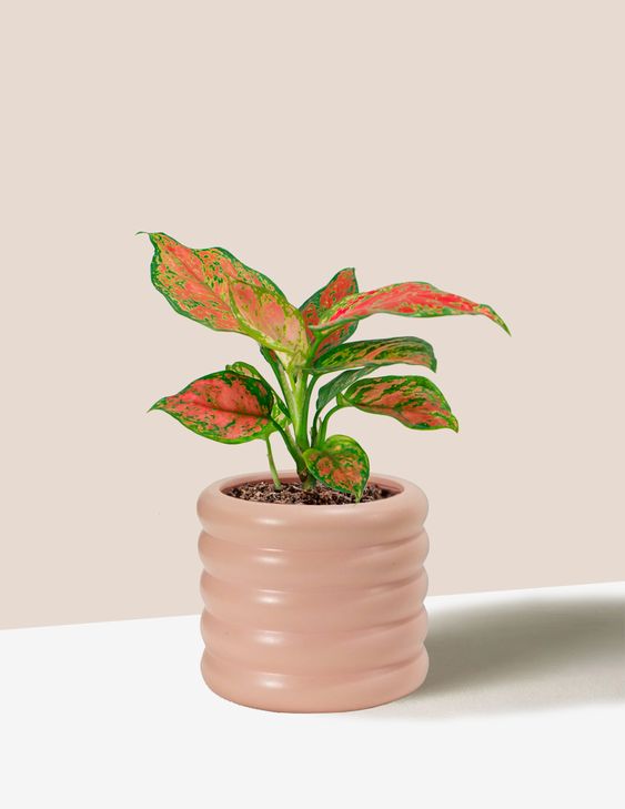 Aglaonema Red Valentine