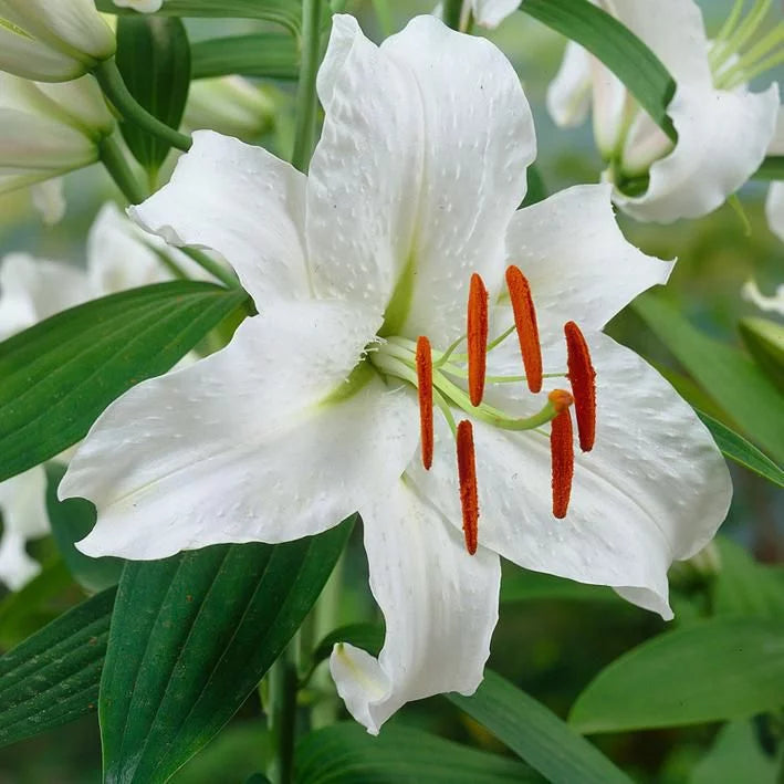 Lilium 'Casablanca' - Lys