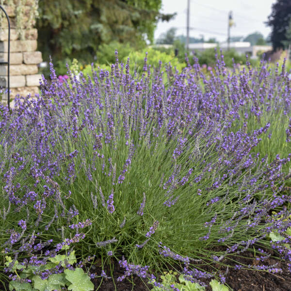 Lavandula 'Sensational' (int.) - lavande