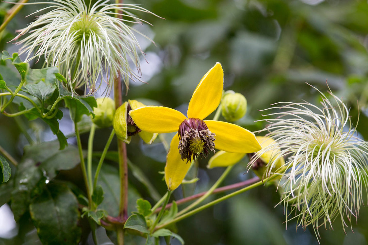 Clematis Tangutica 'Golden  Tiara'