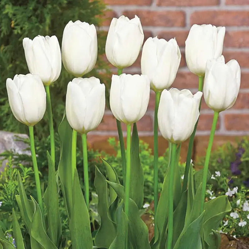 Bulbe d'automne - tulipe Hakuun