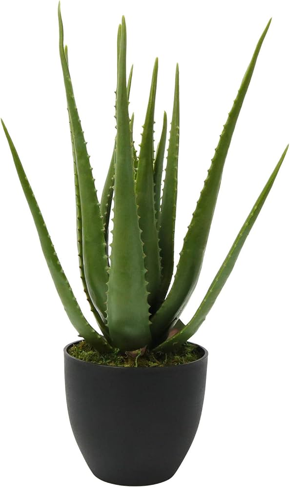 Aloes XL artificiel