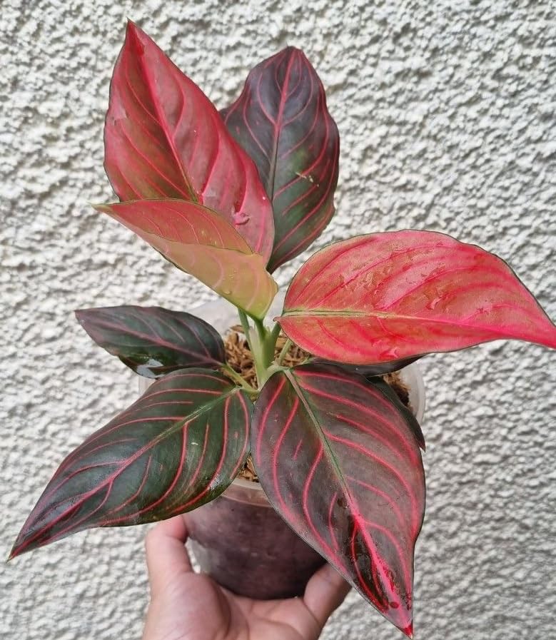 Aglaonema Red vein