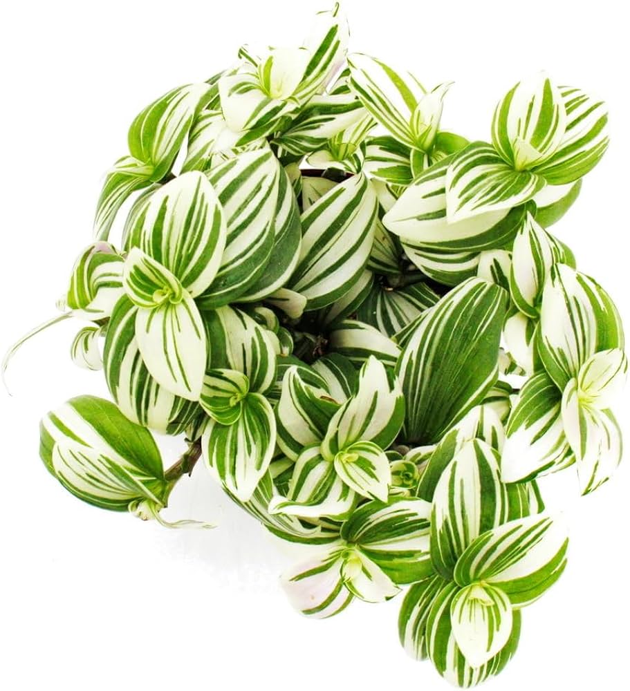 Tradescantia exotique blanc