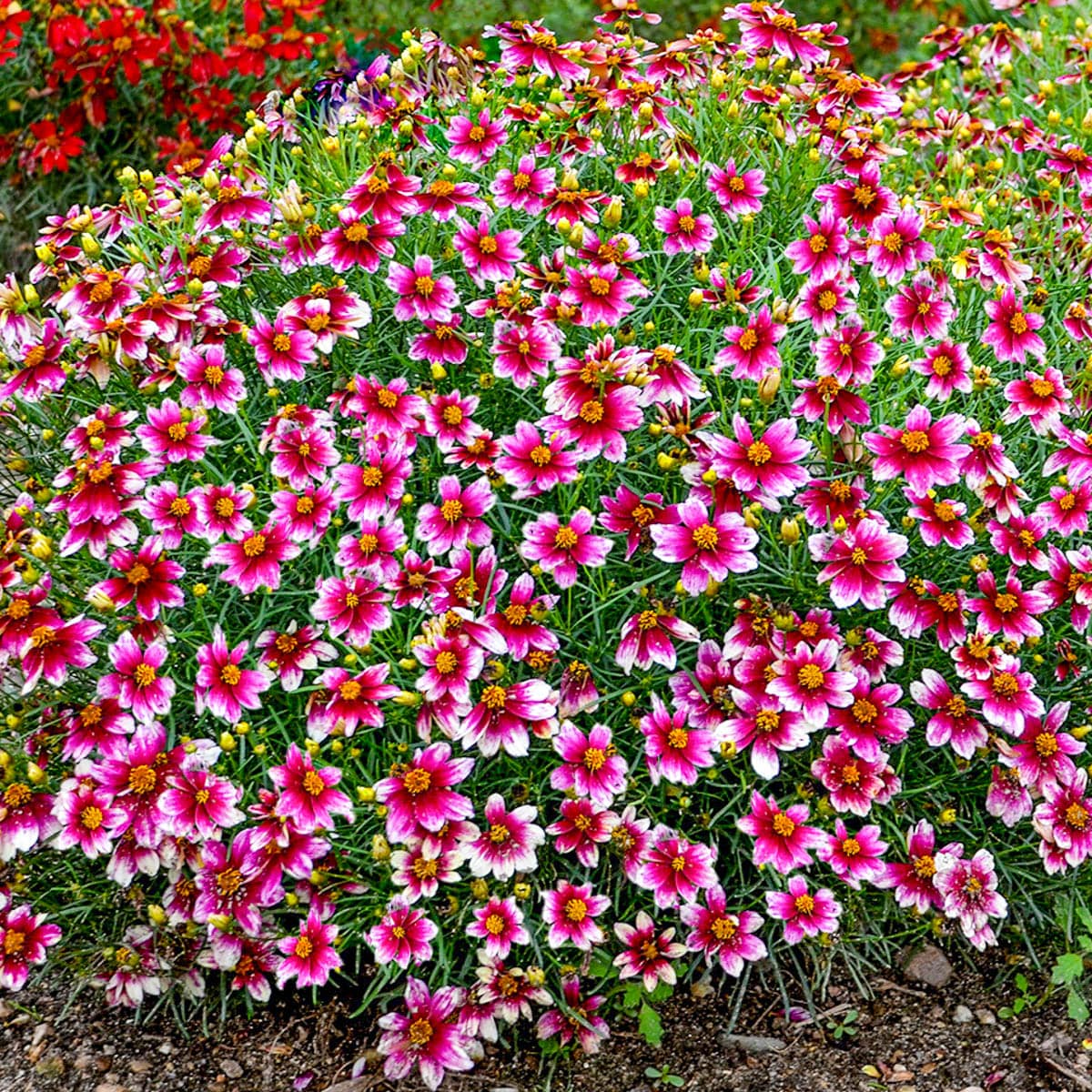 Flower゜・*:.。❁ Coreopsis 'Zesty Zinger' - Coreopsis – FleurExcel Inc.