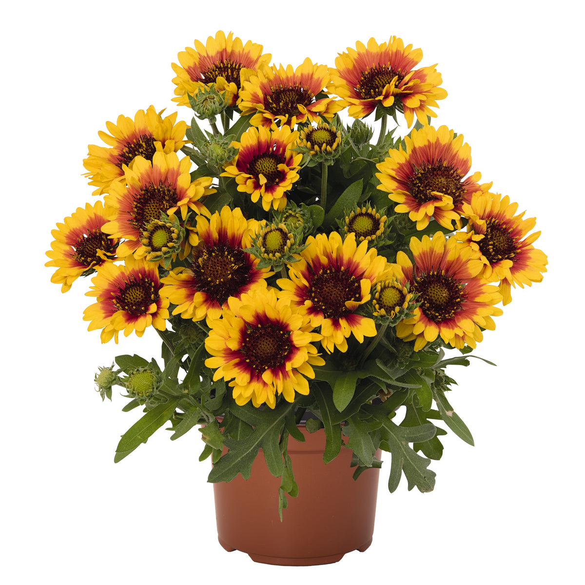 Gaillardia SpinTop™ 'Red Starburst'