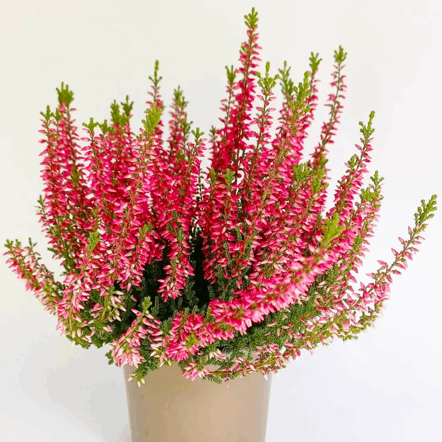 Calluna vulgaris 'Katja'