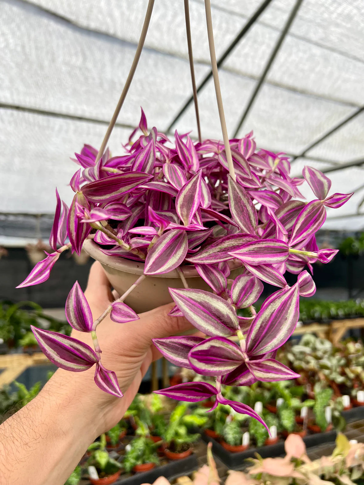 Tradescantia Pink Paradise