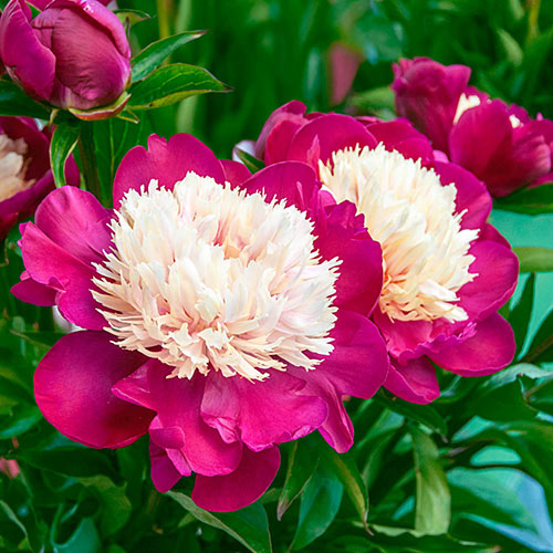 Paeonia 'White Cap' - Pivoine