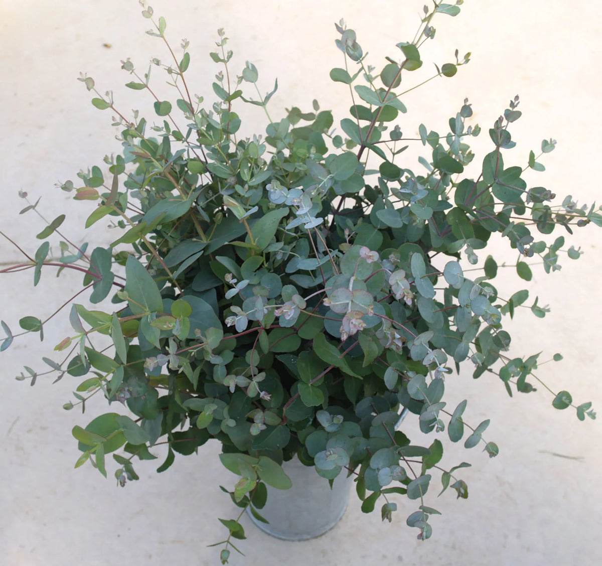 Eucalyptus 'Silver Drop' en plant