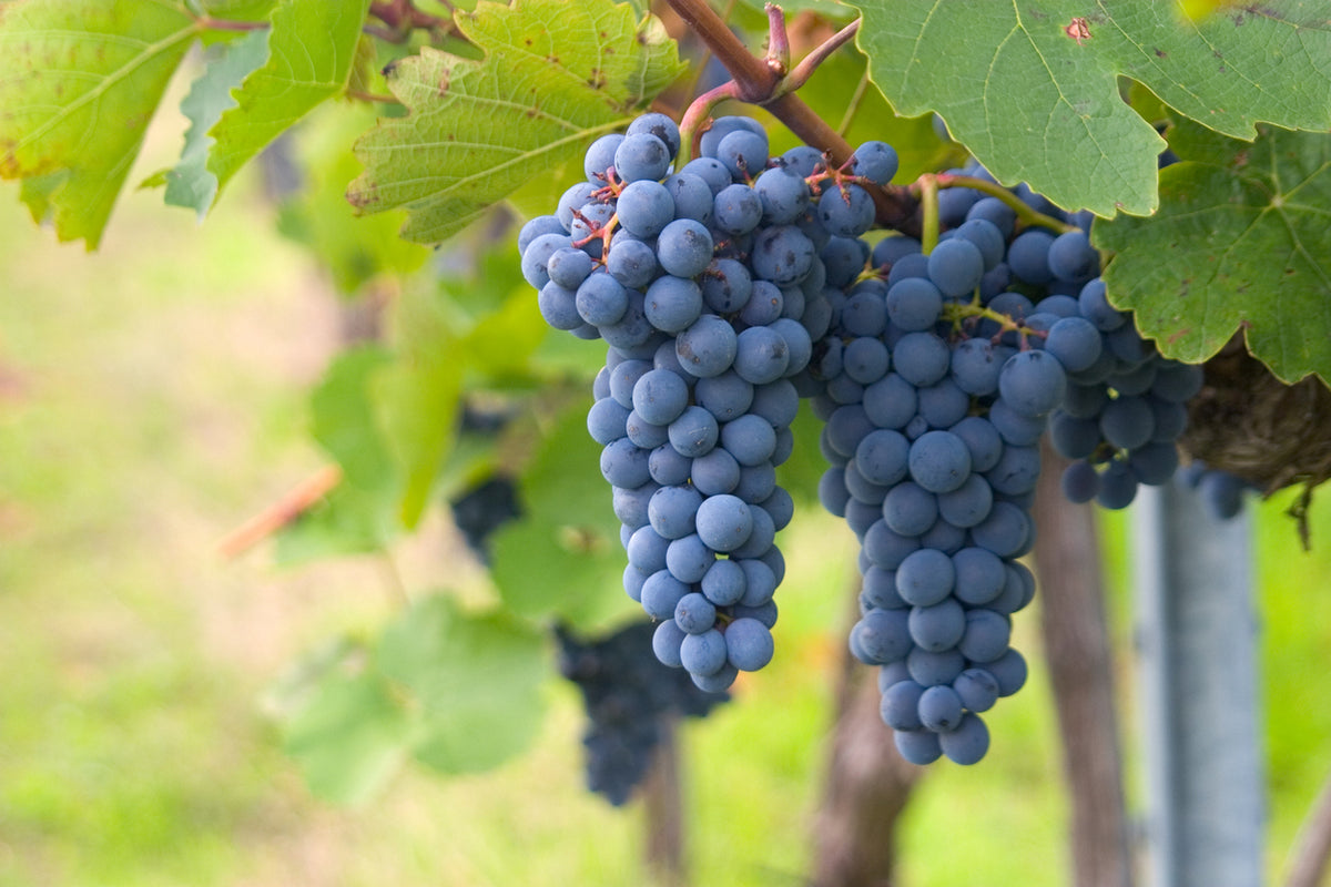 Vitis 'Maréchal Foch' - Vigne à raisin