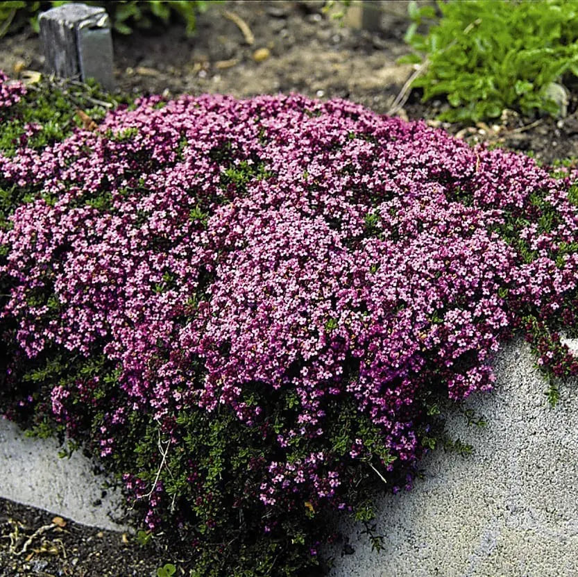 Thymus praecox 'Magic Carpet