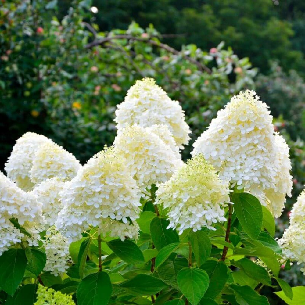 Hydrangea paniculata 'Bobo'