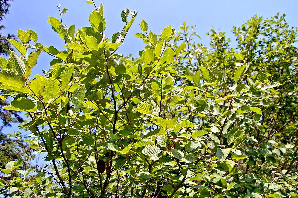 Alnus incana rugosa (A. rugosa)