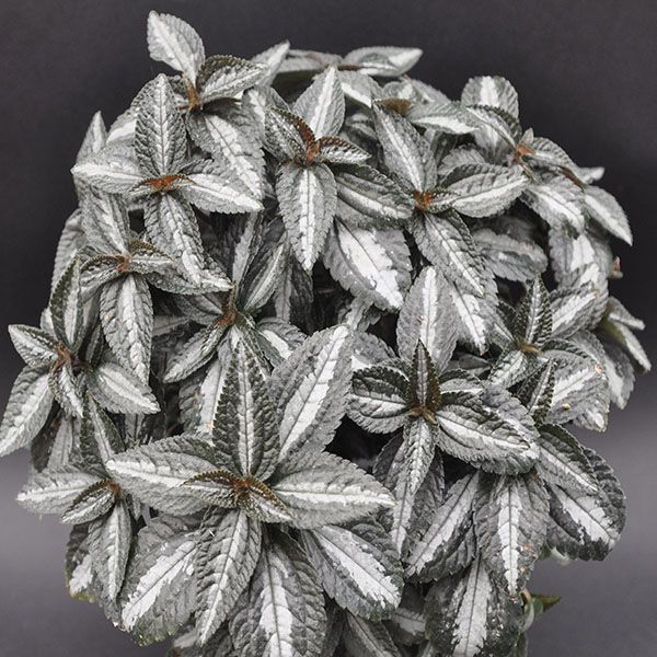 Pilea Spruceana 'Silver Tree'