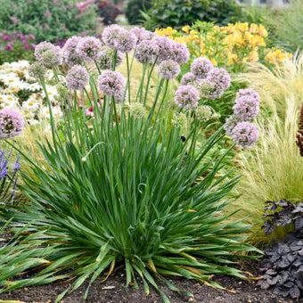 Allium 'Bobblehead'