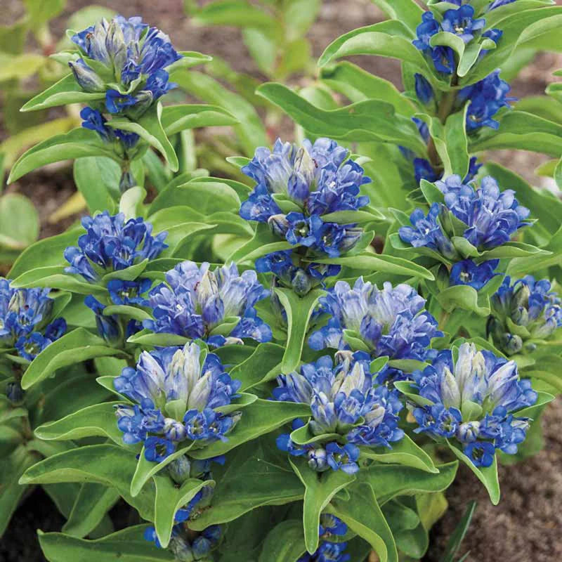 Gentiana cruciata 'Blue Cross'