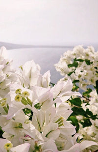 Bougainvillea - bougainvillée