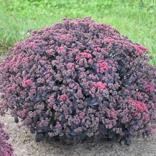 Sedum After Dark