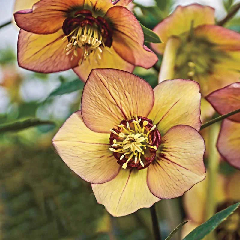 Helleborus 'Tropical Sunset' - Hellébore