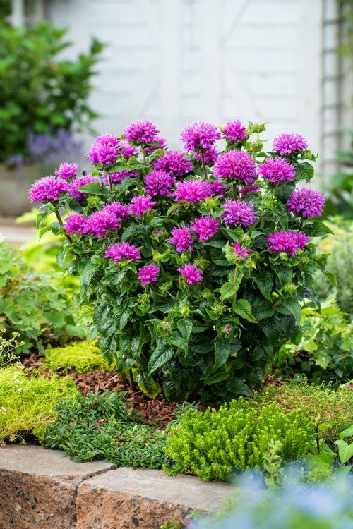 Monarda Petite Delight