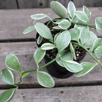 Dischidia Blanc Variegata