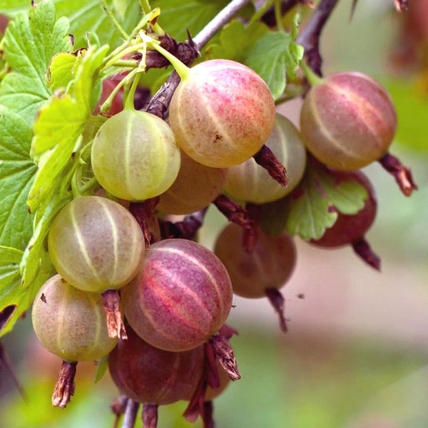 Ribes hirtellum 'Pixwelll'