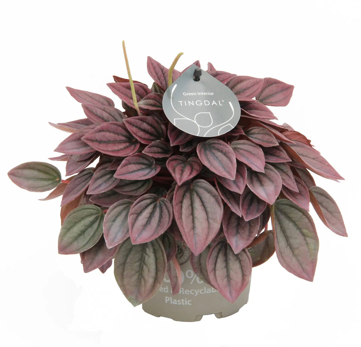 Peperomia caperata 'Cayenne'