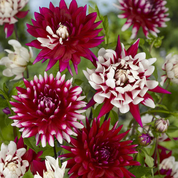 Bulbe Dahlia Rebecca's World