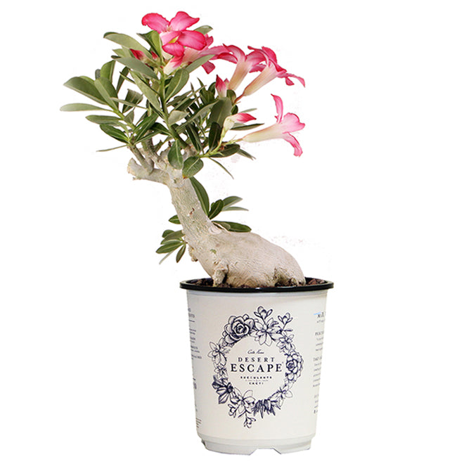 Jardinage Exotique Graines Adenium Obesum - 5PCS Rare Rose Du Désert - Pour Bonsaï Et Plante Décorative Adenium Obesum Acheter