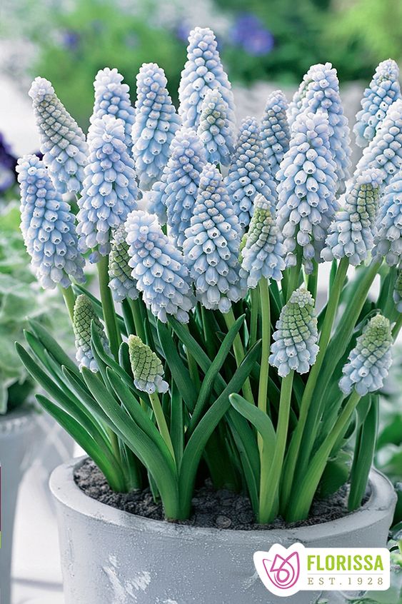 Bulbe d'automne - Muscari Baby's Breath
