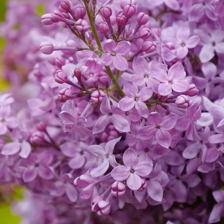 Syringa x hyacinthiflora Scentara Pura® hâtif - lilas